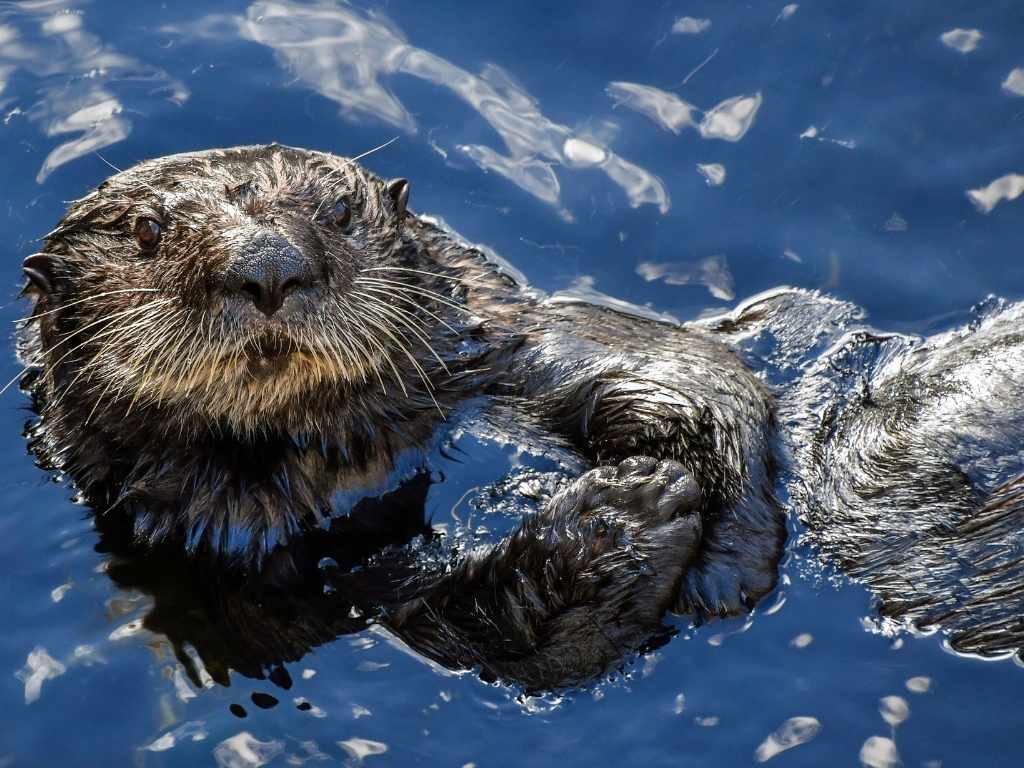 Oil Spills and Sea Otters: Understanding the Threat and Solutions