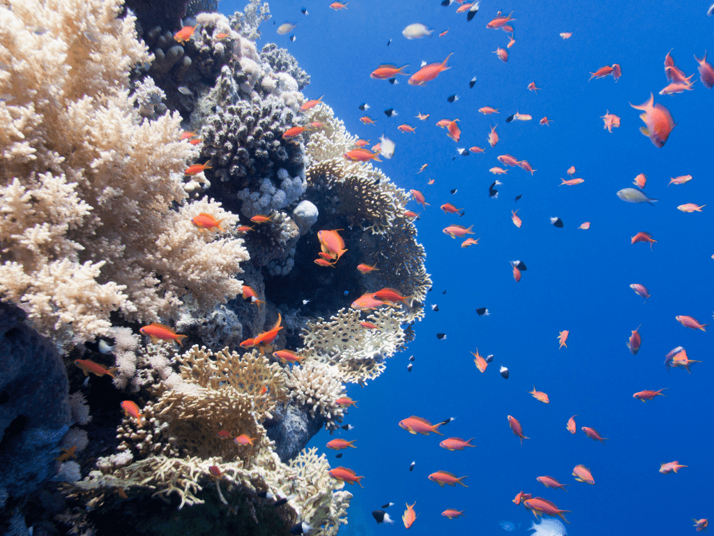 Marine Pollution and its Impact on Ocean Ecosystems