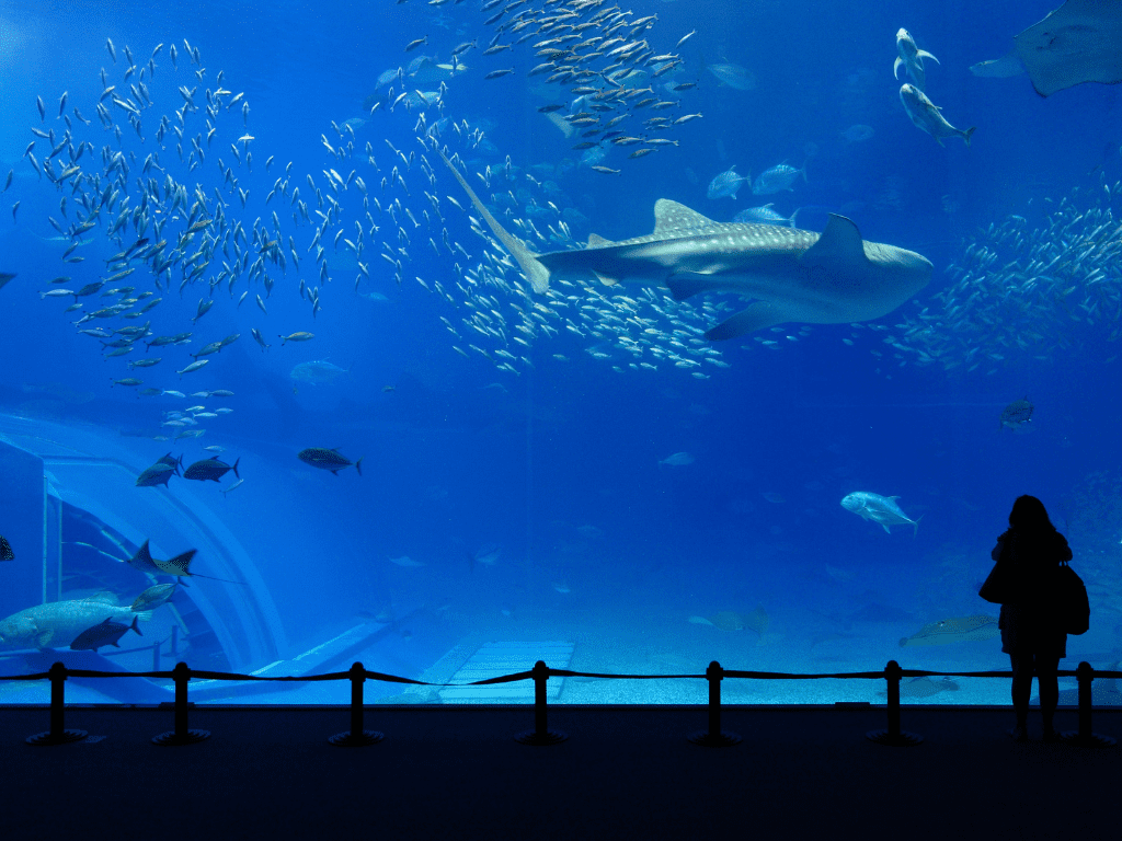 Marine vs. Reef Tank: Understanding the Differences