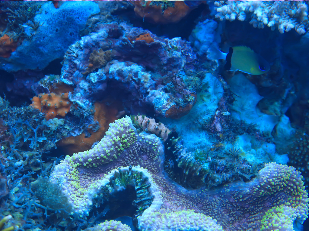 Diatoms Marine Tank: A Complete Guide to Managing and Preventing Diatom Growth