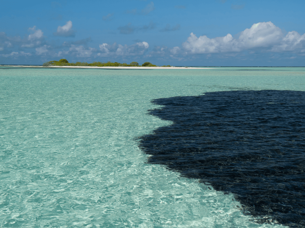 What is Oil Spill Dispersant: Exploring AquaQuick's Innovative Solutions